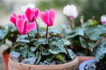 winter plants